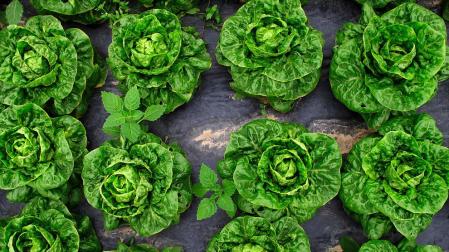 EHNE protesta por la "cr&iacute;tica" situaci&oacute;n de la agricultura ecol&oacute;gica