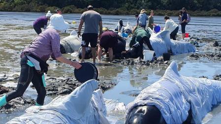 Mueren 19 ballenas pilotos tras quedar varadas en el norte de Nueva Zelanda