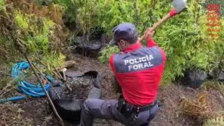 Vídeo: Localizada una plantación de marihuana en Lesaka