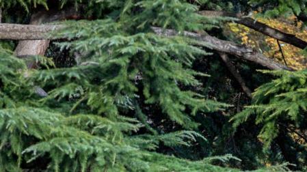 Entusiastas de las ciervas de la Taconera