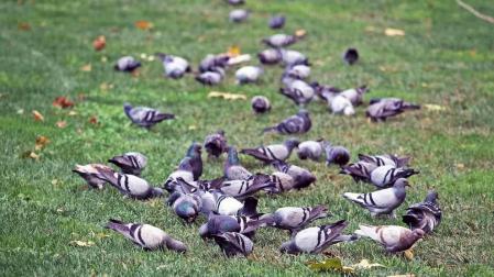 Pamplona apuesta por controlar las palomas sin sacrificarlas