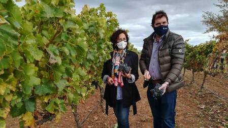 DO Navarra cierra una vendimia con 74 millones de kilos de uva, un 35% más