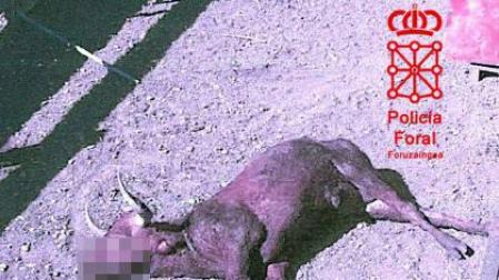 Tres detenidos por entrar a torear y causar daños en una finca ganadera