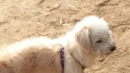 Fotografía de Dou Dou, perro perdido en China.