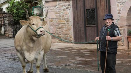 Crian en Baztan una vaca de 1.200 kilos