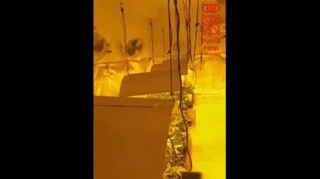 Vídeo del desmantelamiento de una plantación de marihuana en Orkoien