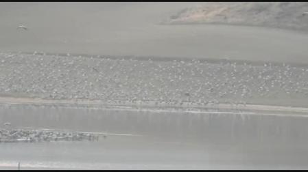 Grullas en la balsa de Zolina