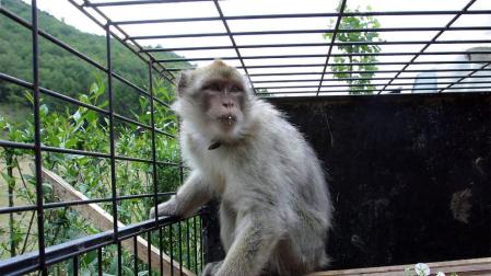 El mono de Gibraltar, una especie en peligro por su venta a través de España
