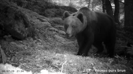 Indemnizan 8 ataques de oso en 2020 y los pastores registran 12