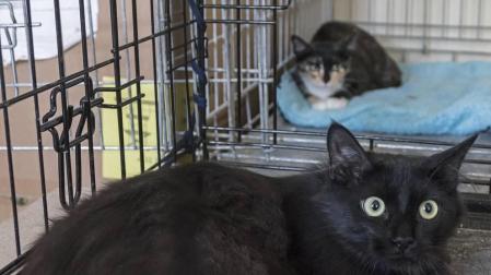 La Mancomunidad de Montejurra debate un servicio común para animales abandonados