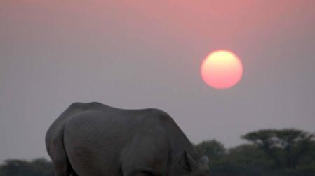 Un rinoceronte negro mata a un guardabosques en un parque nacional de Kenia