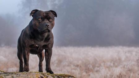 Sancionado por no tener licencia de un perro que hirió a una mujer en Gorraiz