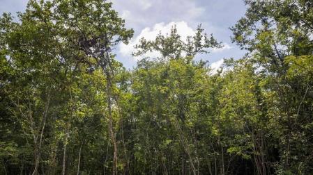 Reforestar con árboles "digitales" y fines socioambientales