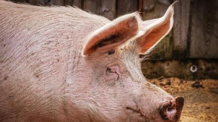 China cría cerdos gigantes del tamaño de "osos polares" ante la escasez de carne