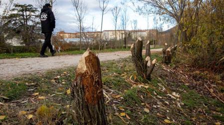 Aspecto que presentan los árboles de la orilla del río Arga, en la zona de Aranzadi, junto a Alemanes.