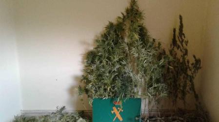 Un detenido tras localizar una plantación de marihuana en la Merindad de Estella