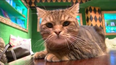 Un disco compuesto para ser escuchado por gatos se convierte en número uno