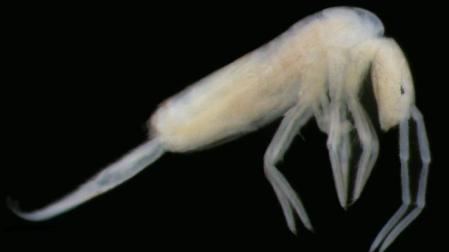 Descubierta en Altamira una nueva especie de colémbolo