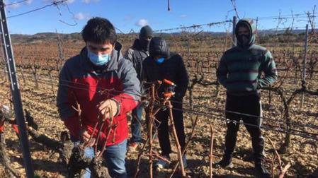 San Martín de Unx pone freno a la falta de relevo entre los viticultores