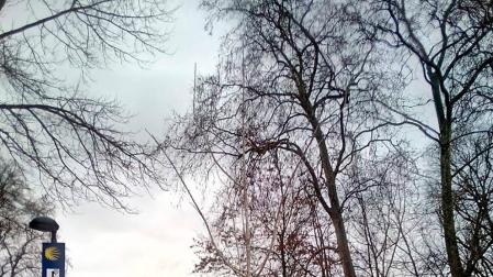 Un ginkgo biloba sustituye al ejemplar de álamo blanco que cayó en la Vuelta del Castillo