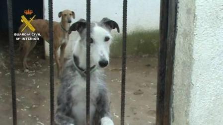 Perros que vivían en lamentables condiciones en una perrera clandestina de Parla.