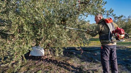 La mayor cosecha del trujal Mendía depara 11,3 millones de kilos de oliva