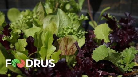 AIN, Eder y Florette participan en proyecto contra el desperdicio alimentario Foodrus