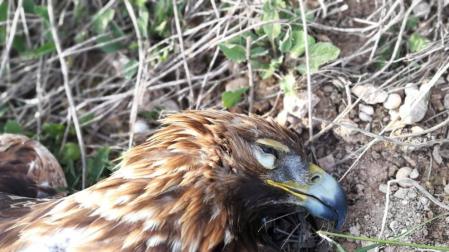 Bardenas denuncia la muerte de un águila real electrocutada en un tendido