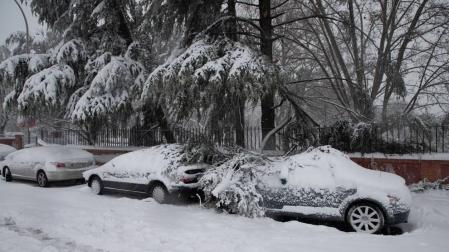 Ramas caídas por la nieve sobre varios coches en Madrid.