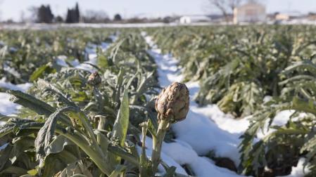 Productores de Alcachofa de Tudela temen no poder recoger hasta marzo