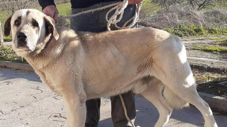 Investigado el dueño de un perro que causó heridas graves a una mujer en Mendavia