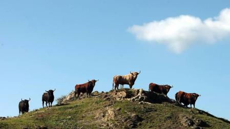 La Meca selecciona toros para Sanfermines en un escenario “incierto”