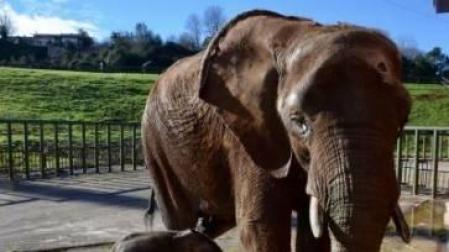Una historia de superación animal en Cabárceno