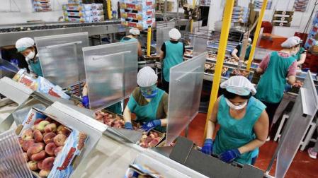 Varias trabajadoras en una empresa murciana de distribución de frutas.