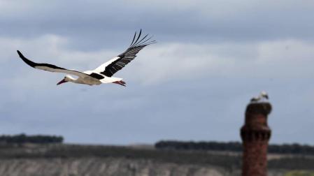 Gurelur detecta un aumento del número de cigüeñas que utilizan los árboles para nidificar
