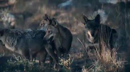 España se encamina a prohibir la caza del lobo ibérico