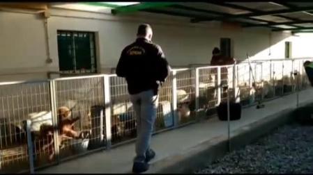 Detenidos en Granada por cortar las cuerdas vocales a decenas de perros en un criadero