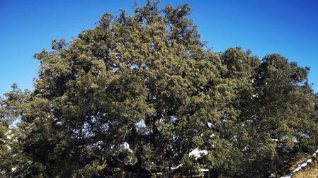 La carrasca milenaria de Lecina aspira a convertirse en Árbol Europeo del año