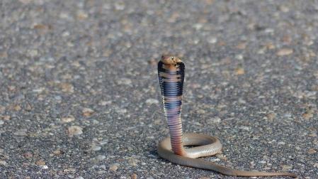 ¿Cómo consiguieron las cobras escupir veneno para defenderse?