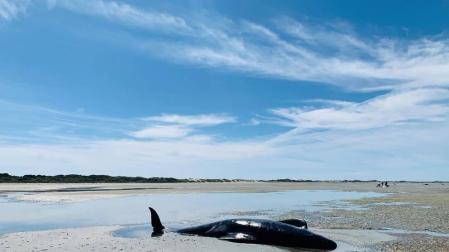 Nueva Zelanda rescata a decenas de ballenas varadas por segunda vez