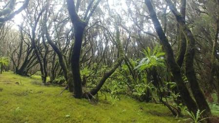 Bosque de laurisilva en el Parque Nacional de Garajonay (La Gomera).