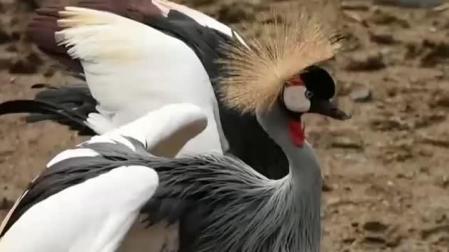Un pianista profesional para relajar a los animales en el zoo