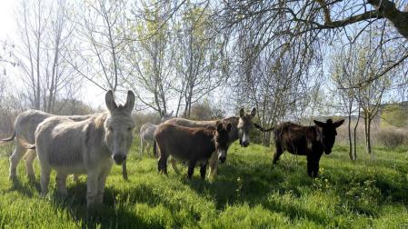 Diez burros para el control herbáceo en Falces