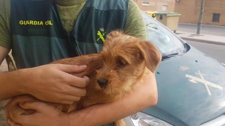 Un cachorro, en brazos de un agente de la Guardia Civil.