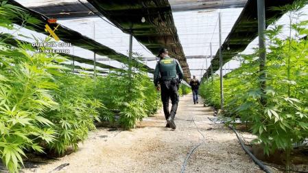 Dos detenidos e incautadas 64.800 plantas de marihuana en El Ejido