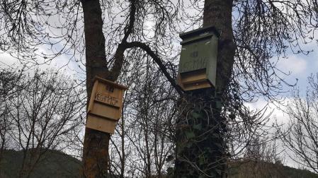 Instaladas cajas nido para aves insectívoras que combatirán a la polilla del boj
