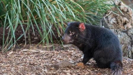 El demonio de Tasmania es víctima de una forma particular de cáncer, transmisible de un individuo a otro.