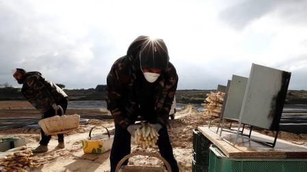 CAMPAÑA CON MASCARILLA. La del espárrago comenzó a finales de marzo, en la fase más dura del estado de alarma. Agricultores y temporeros tuvieron que adaptarse.