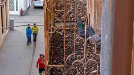 Excrementos de palomas, la queja que se sucede en el Casco Antiguo