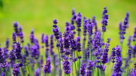 Lavanda